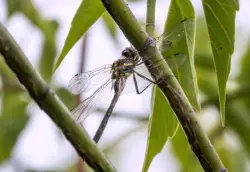 'While we still have time': DuPage County ecologists working to save endangered dragonfly