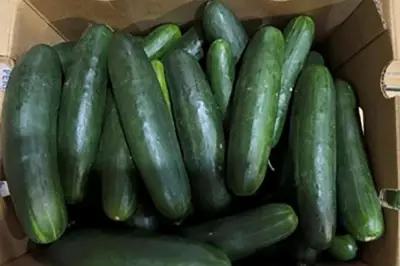 New salmonella outbreak tied to same Florida grower with tainted cucumbers last year
