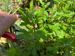 Chelsea Chop is the catchy new name for a classic gardening technique