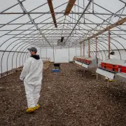 U.S. Cancels Contract With Moderna to Develop Bird Flu Vaccine